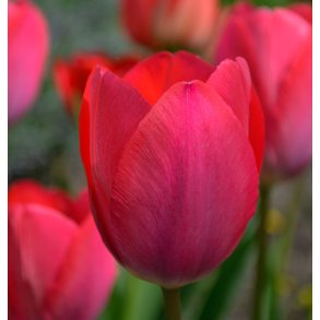 Tulipan Cherry Delight