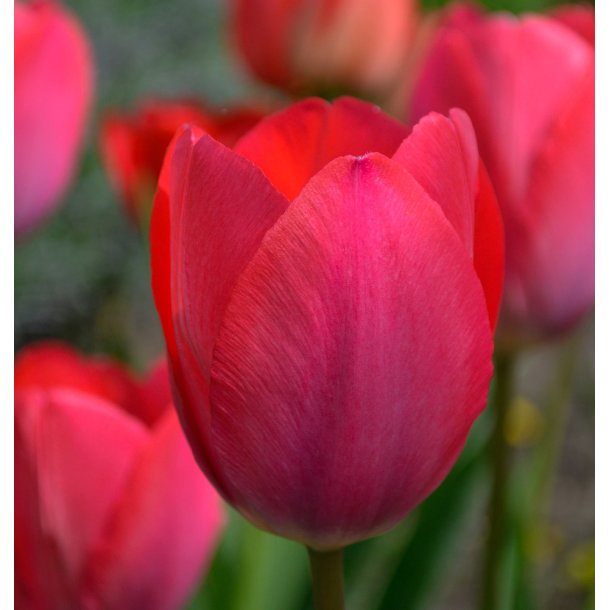 Tulipan Cherry Delight