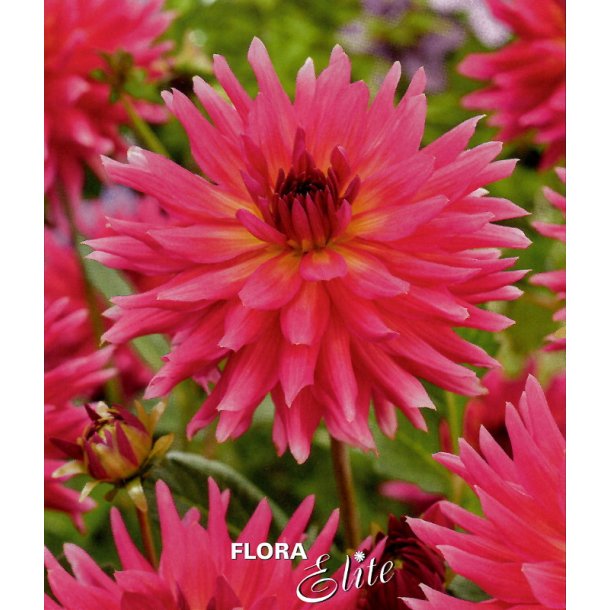 Dahlia Cherry Pie