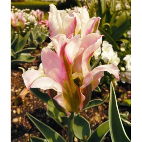 Tulipan China Town
