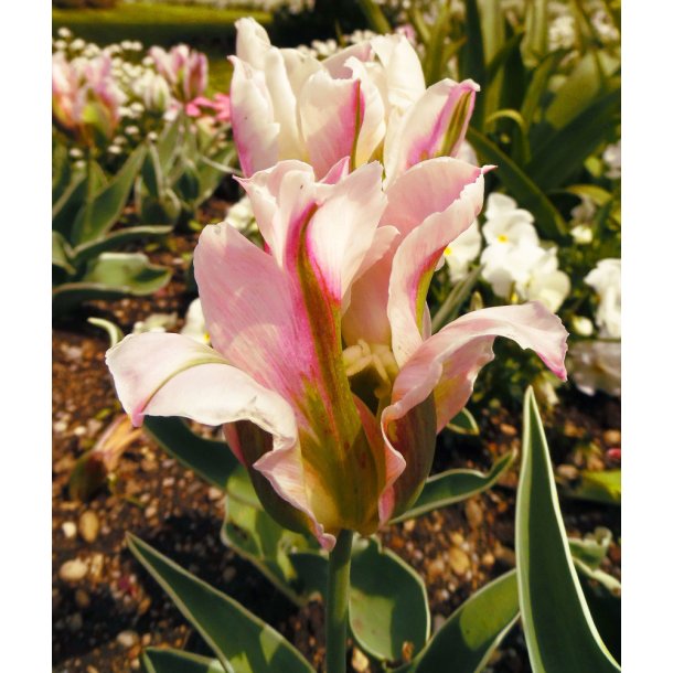 Tulipan China Town