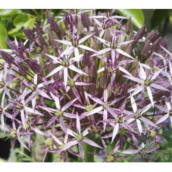 Blomsterl�g Oprydningspakke uden tulipaner