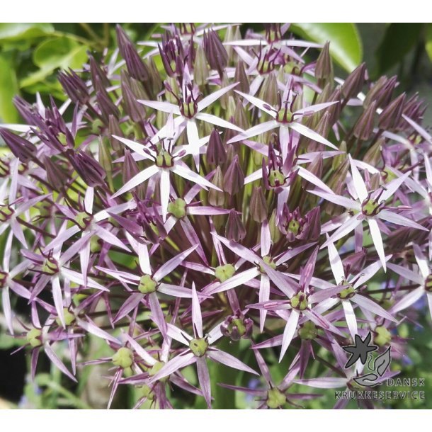 Blomsterl�g Oprydningspakke uden tulipaner