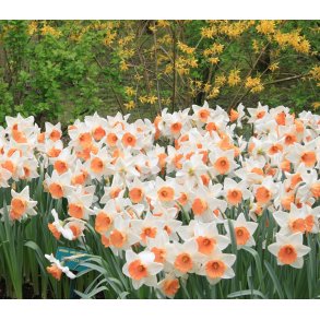 Pskelilje Chromacolor