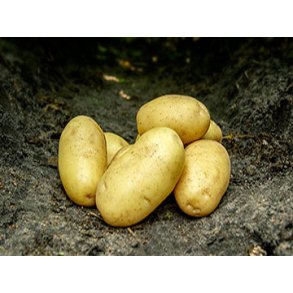 Cimega Lggekartofler 1,5 kg