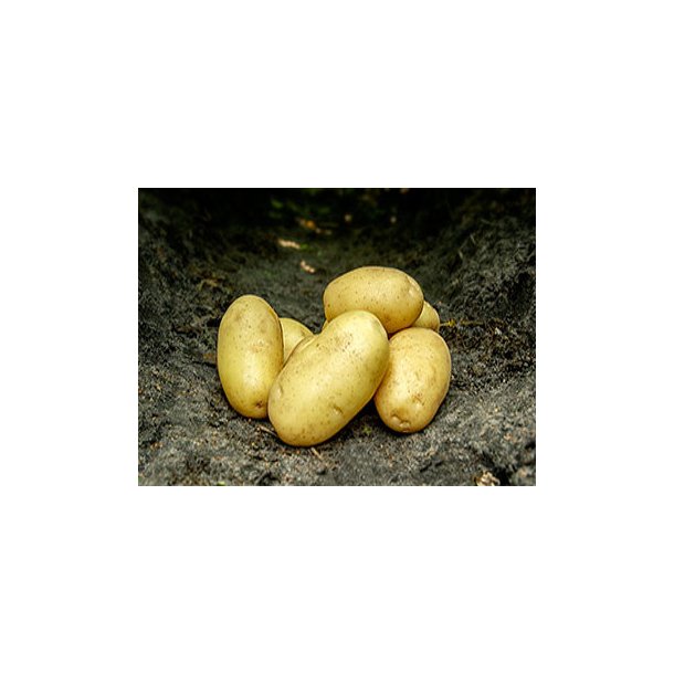 Cimega Lggekartofler 1,5 kg
