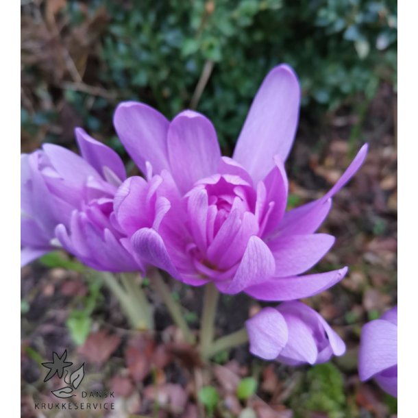 Hsttidls, Pleniflorum