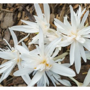 H�sttidl�s, Hvid Dobbelt 'Alboplenum'