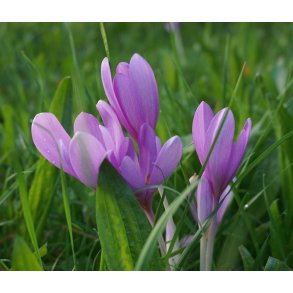 Hsttidls Byzantinum, Ngen Jomfru