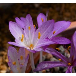 Hsttidls Cilicicum, Ngen Jomfru