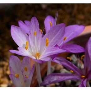 Hsttidls Cilicicum, Ngen Jomfru