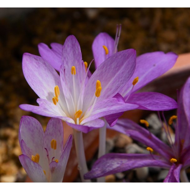 Hsttidls Cilicicum, Ngen Jomfru