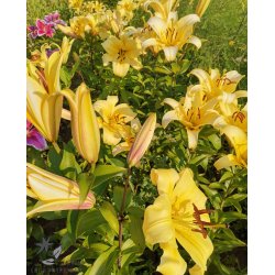 Lilium O/T, Conca d'Or