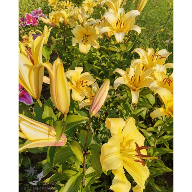 Lilium O/T, Conca d'Or
