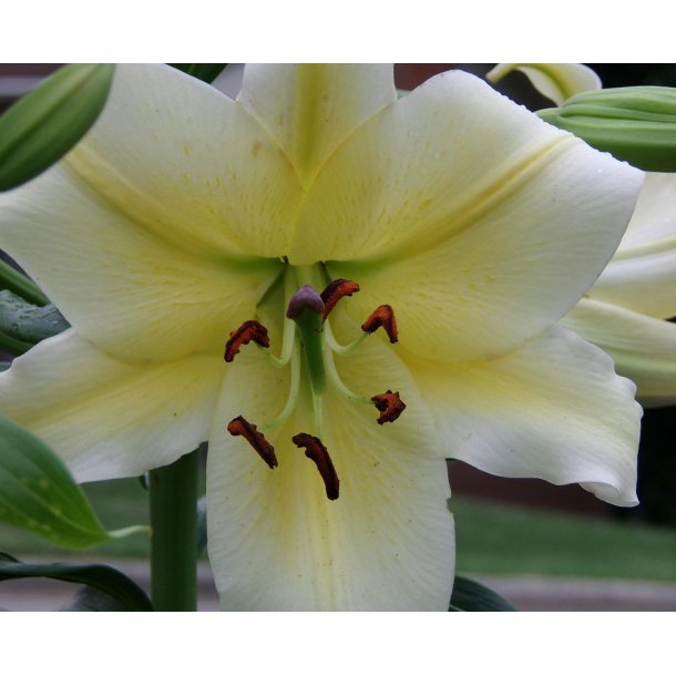 Lilium O/T, Conca d'Or