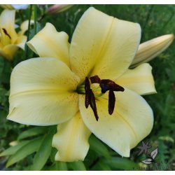 Lilium O/T, Conca d'Or