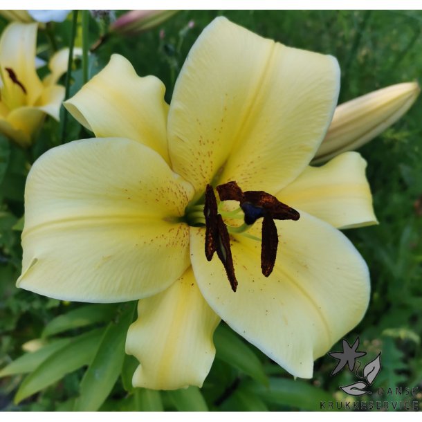 Lilium O/T, Conca d'Or