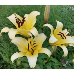 Lilium O/T, Conca d'Or