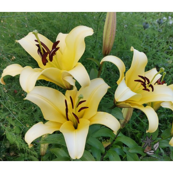Lilium O/T, Conca d'Or