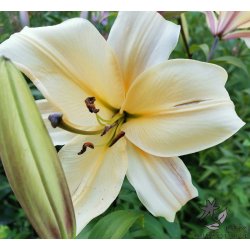 Lilium O/T, Conca d'Or
