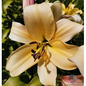 Lilium O/T, Conca d'Or