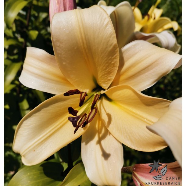 Lilium O/T, Conca d'Or