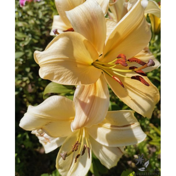 Lilium O/T, Conca d'Or