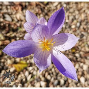 Efter�rskrokus, Crocus Conqueror