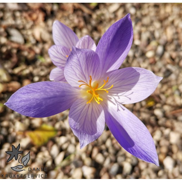 Efter�rskrokus, Crocus Conqueror