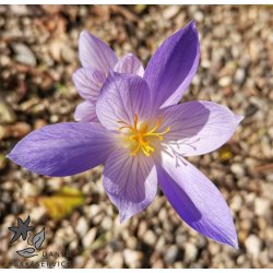 Efterrskrokus, Crocus Conqueror