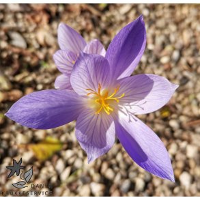 Efterrskrokus, Crocus Conqueror