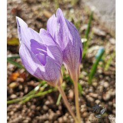 Efterrskrokus, Crocus Conqueror