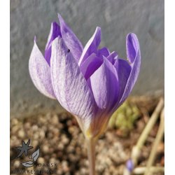 Efterrskrokus, Crocus Conqueror