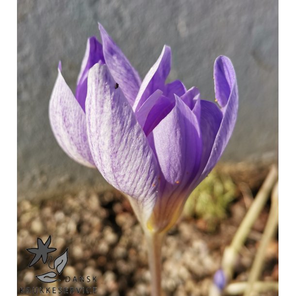 Efterrskrokus, Crocus Conqueror
