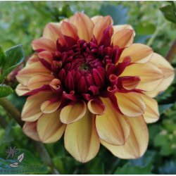 Dahlia Creme de Cognac