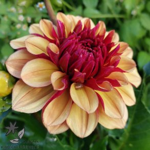 Dahlia Creme de Cognac