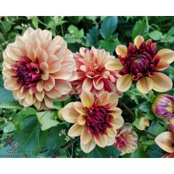 Dahlia Creme de Cognac