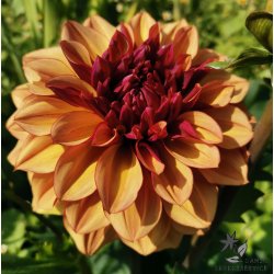 Dahlia Creme de Cognac