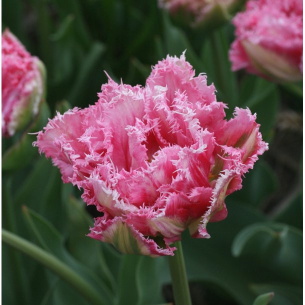 Tulipan Crispion Sweet