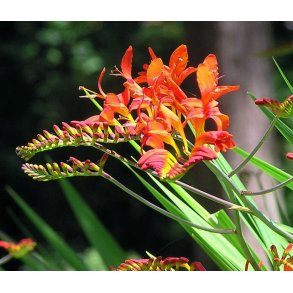 Montbretia Babylon - Crocosmia