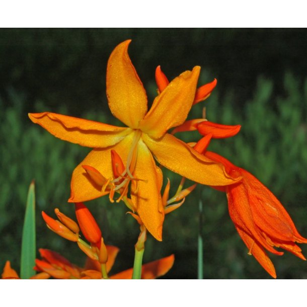 Montbretia Disco Dancer - Crocosmia