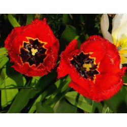 Tulipan Crystal Beauty