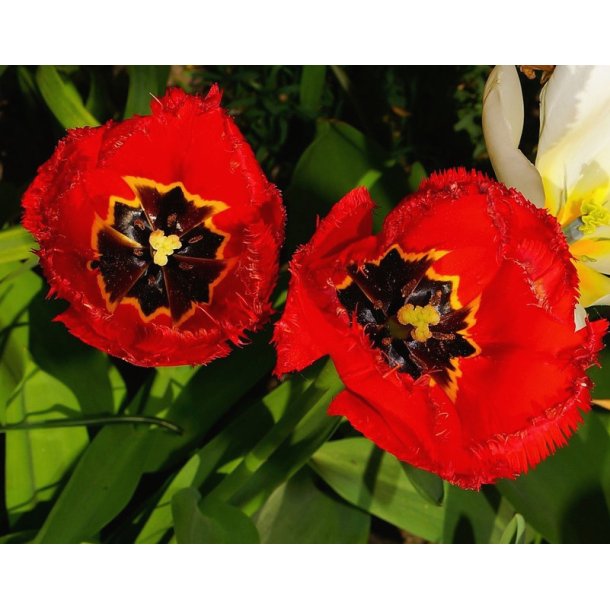 Tulipan Crystal Beauty