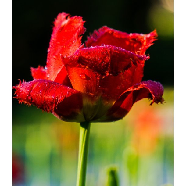 Tulipan Crystal Beauty