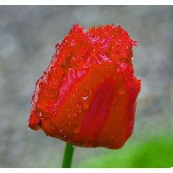 Tulipan Crystal Beauty