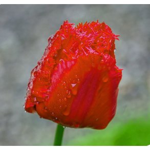 Tulipan Crystal Beauty