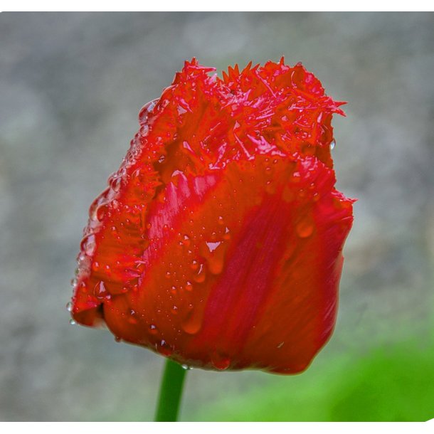 Tulipan Crystal Beauty