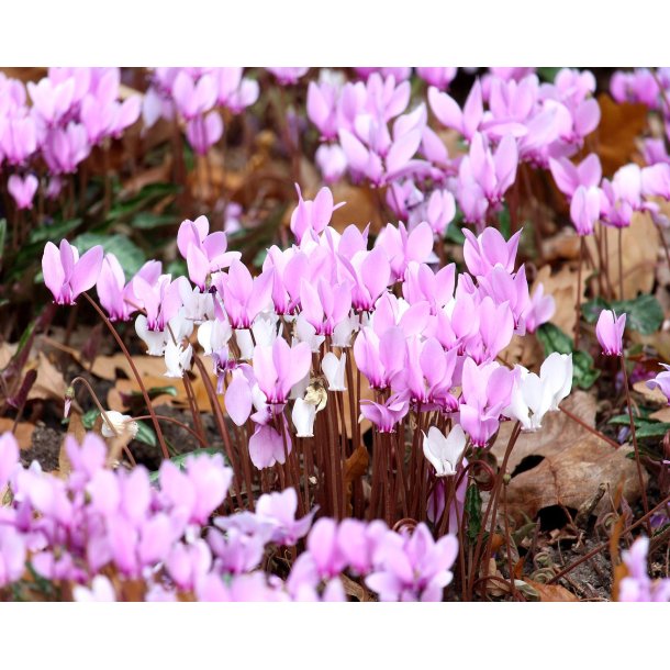 Cyclamen Neapolitanum