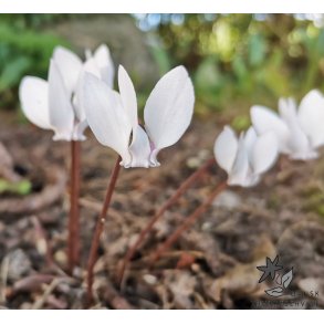 Cyclamen Neapolitanum Album