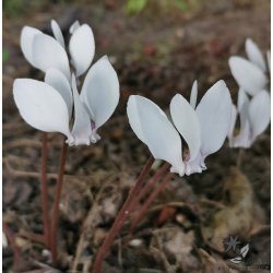 Cyclamen Neapolitanum Album